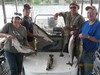(06/12/2015) - Nice Striped Bass